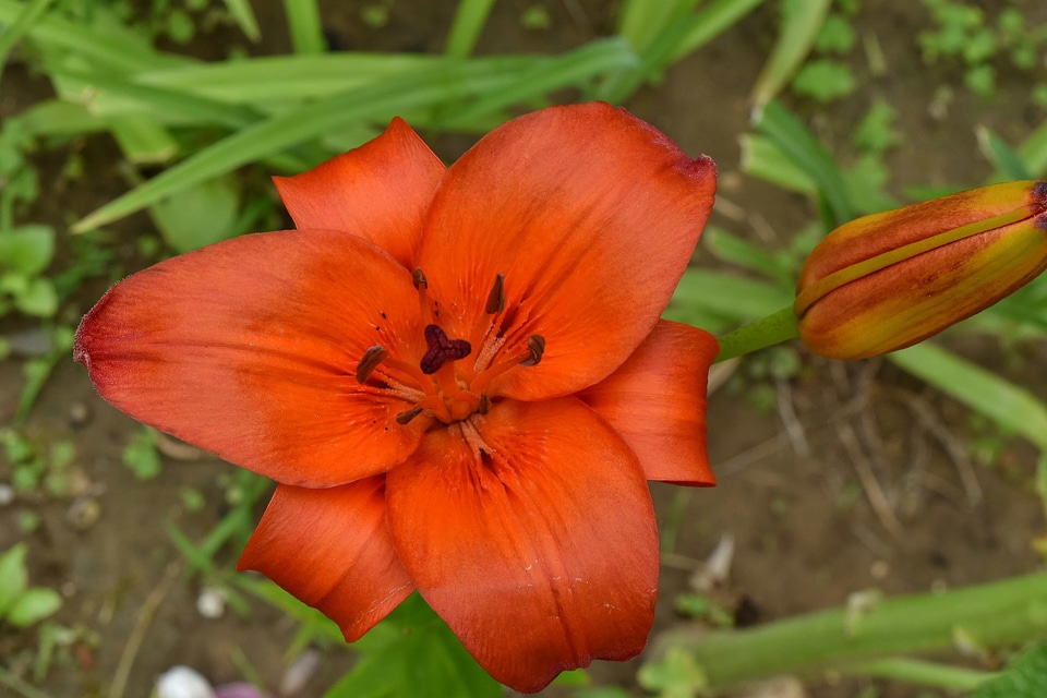 Beautiful Flowers lily nature