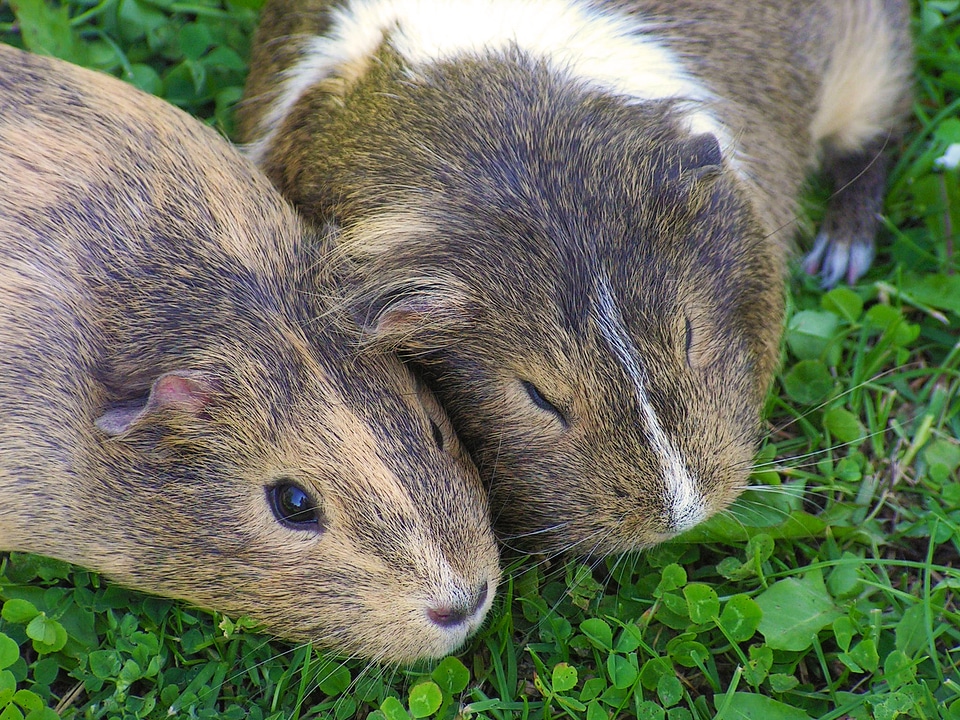 Guinea pigs agouti lying