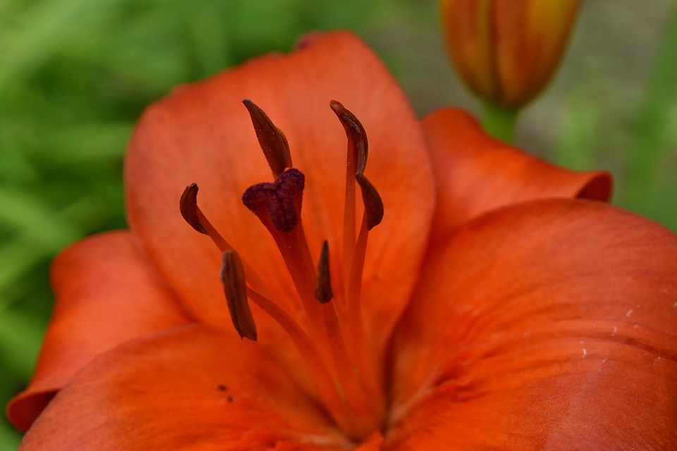 Detail horticulture lily