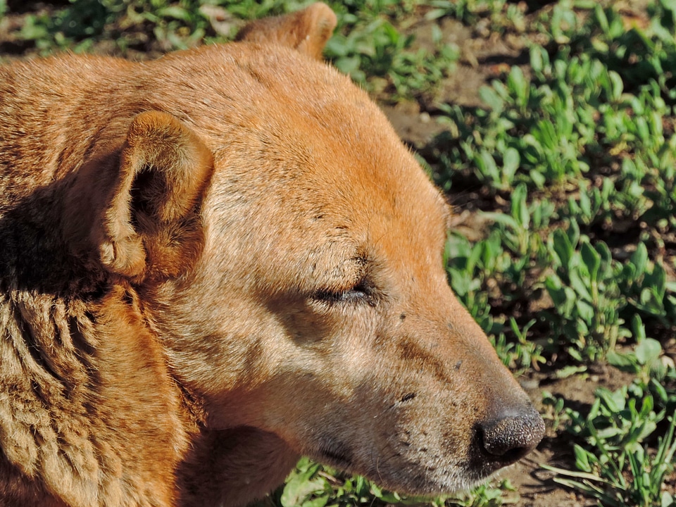 Dog side view yellowish brown