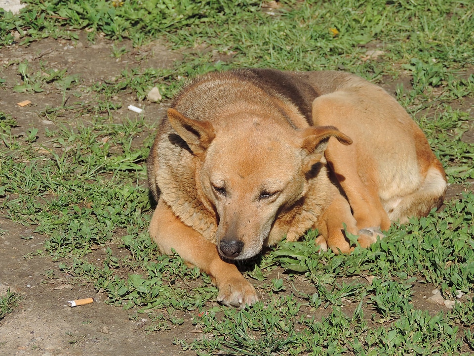 Dog green grass light brown