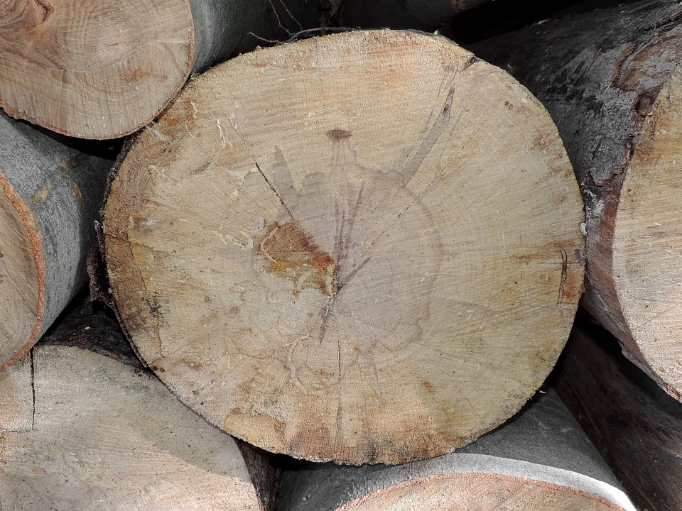 Firewood pile wood