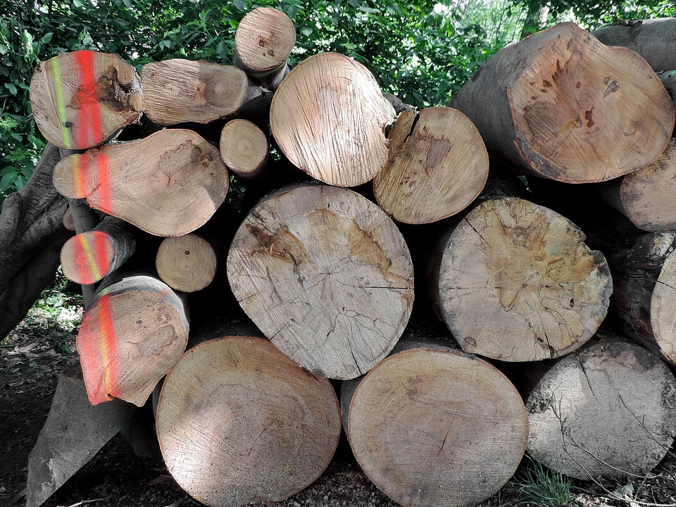 Firewood nature tree