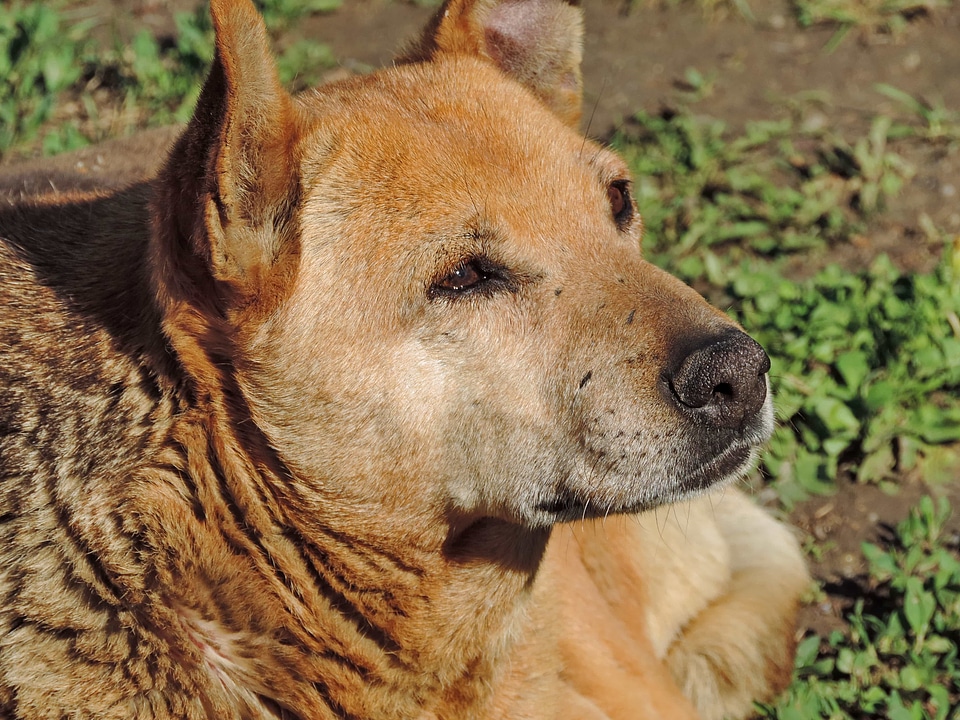 Purebred yellowish brown dog
