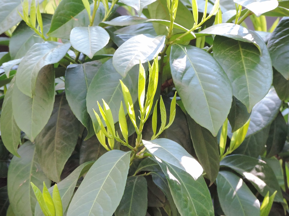 Branches green leaf shrub