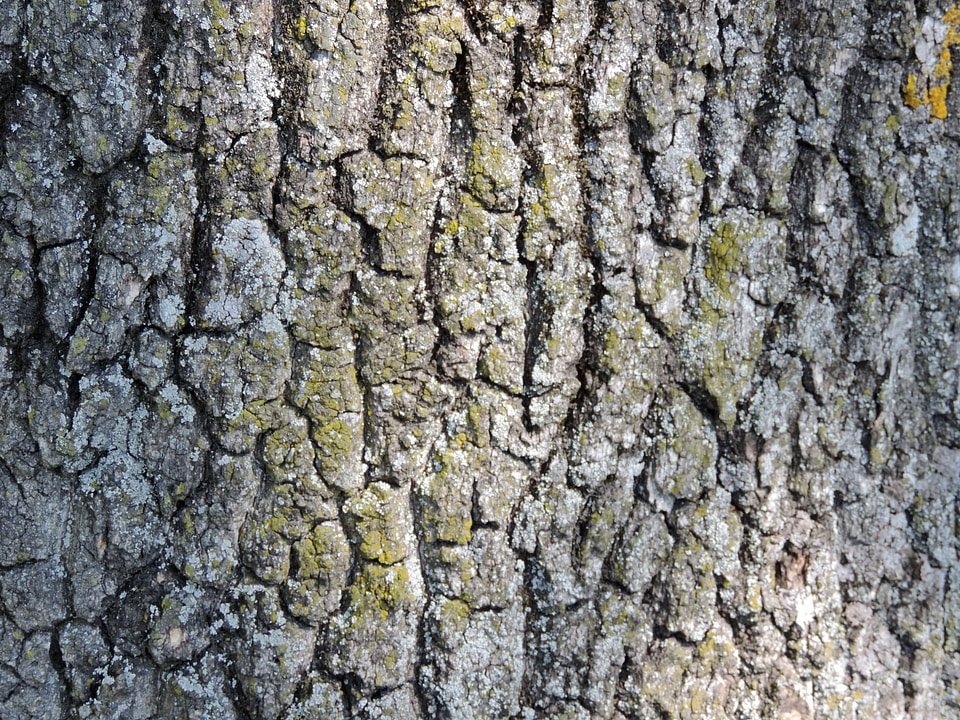 Cortex detail lichen
