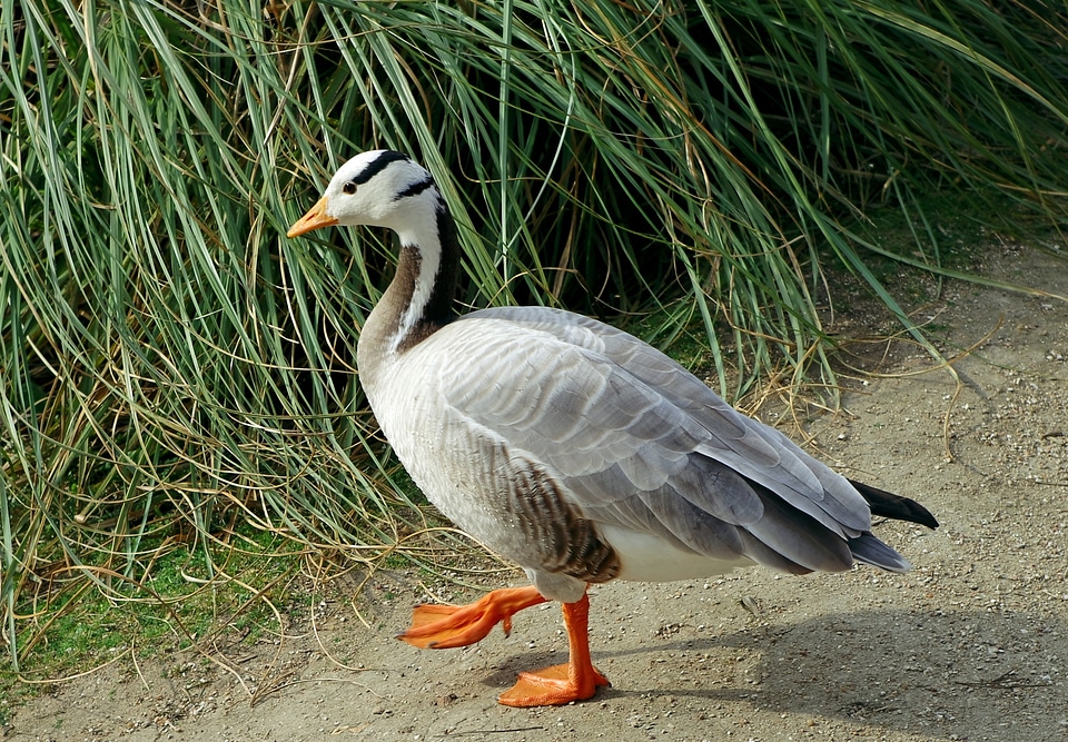 Wildlife nature outside