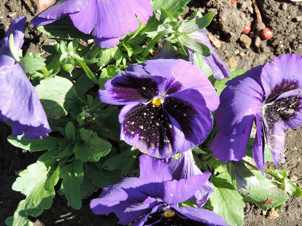Purple petunia garden