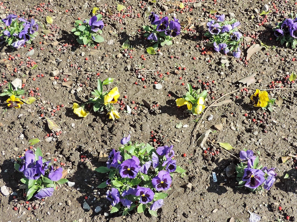 Garden ground park