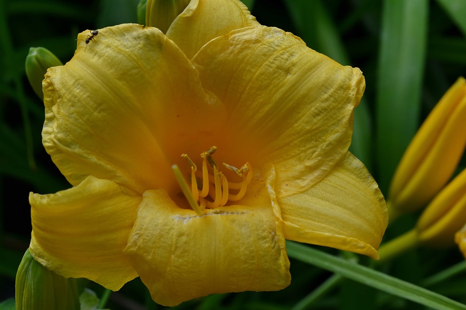 Garden petals yellow