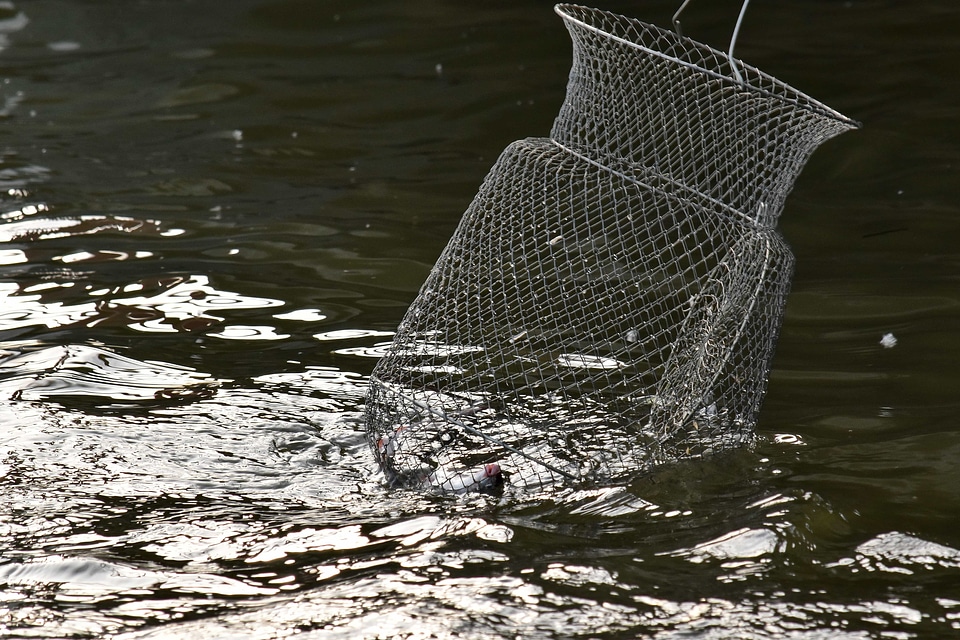 Cage catch fishing