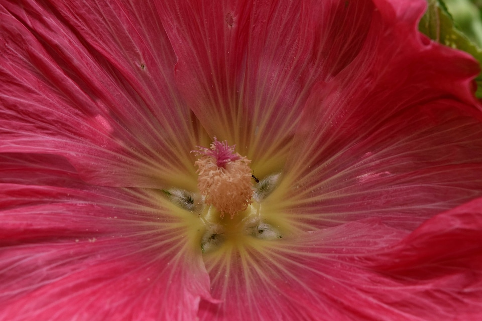 Horticulture nectar pinkish