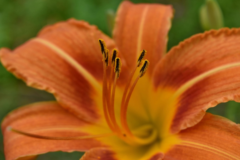 Beautiful Flowers lily flower