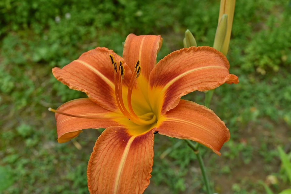 Elegant flower garden lily