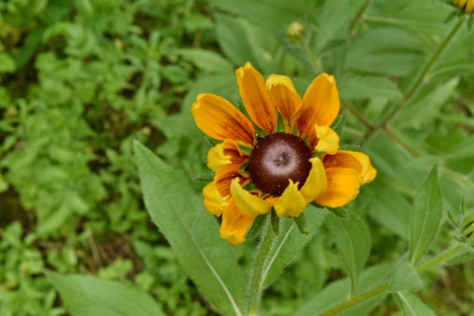 Flower Garden green grass wilderness