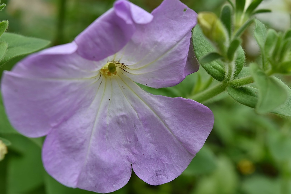 Blue detail flower garden