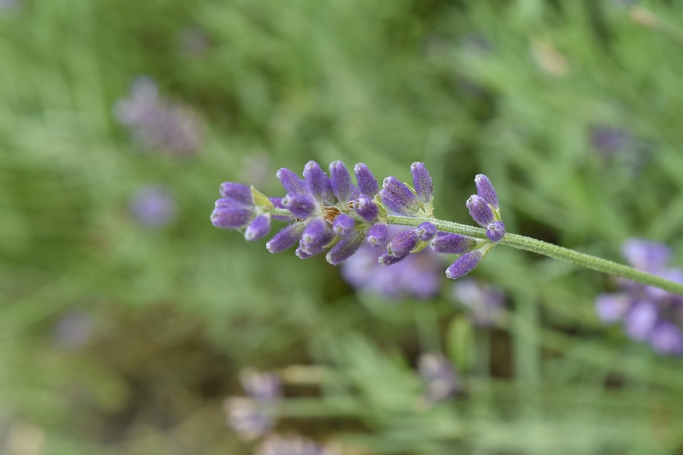 Flora summer plant