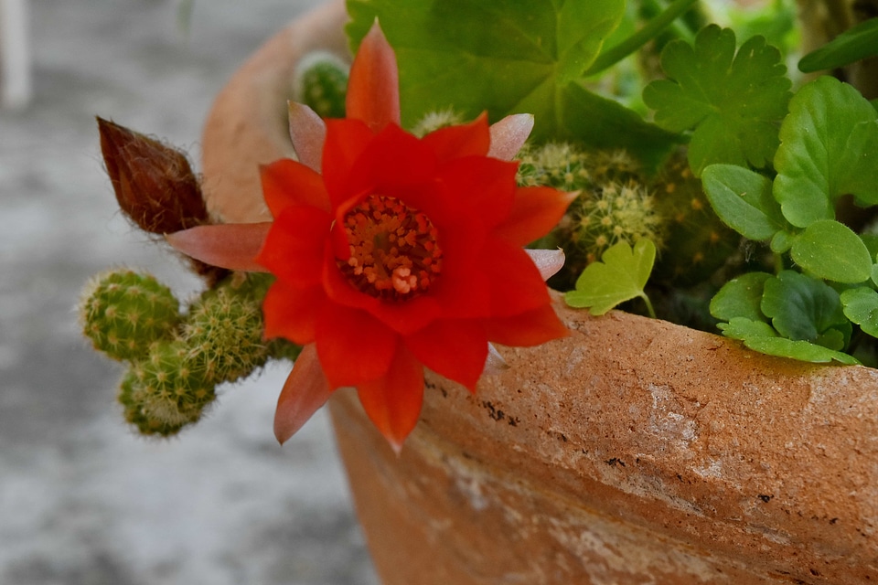 Cactus flower flowerpot photo