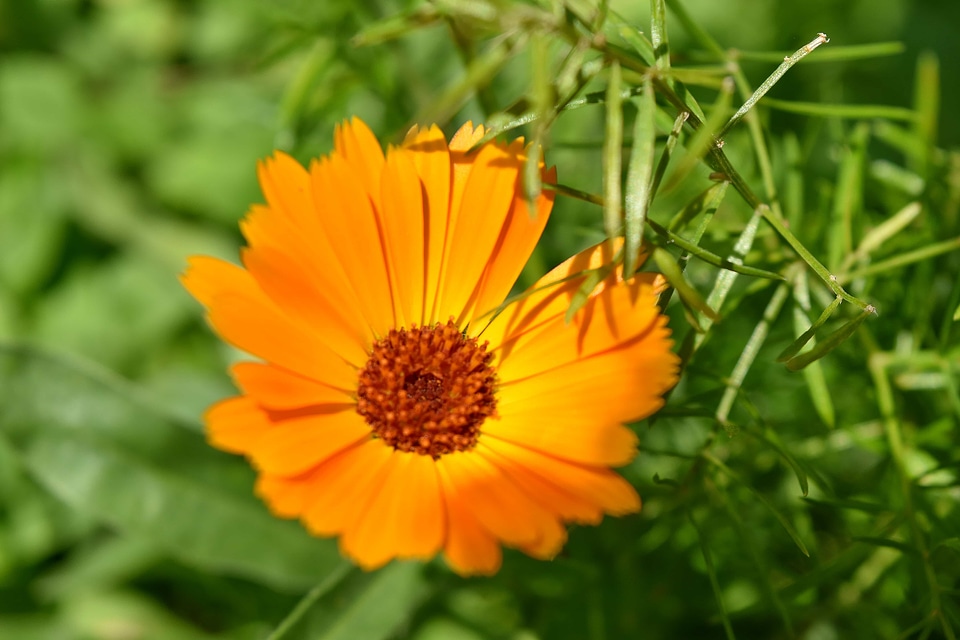 Bright color flower garden