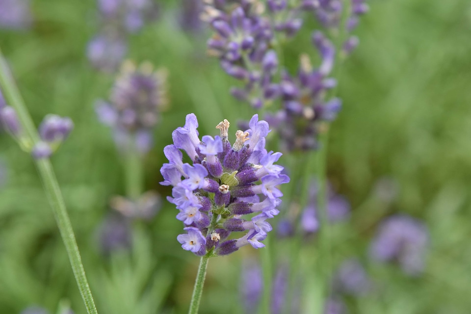 Aromatherapy grass lavender