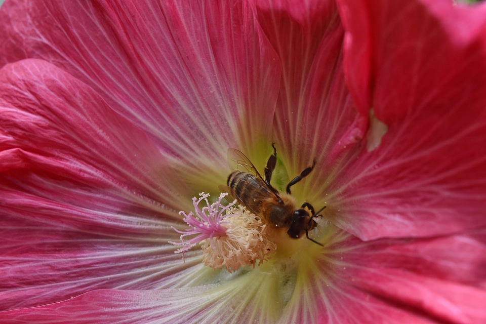 Bee pollinator spring time