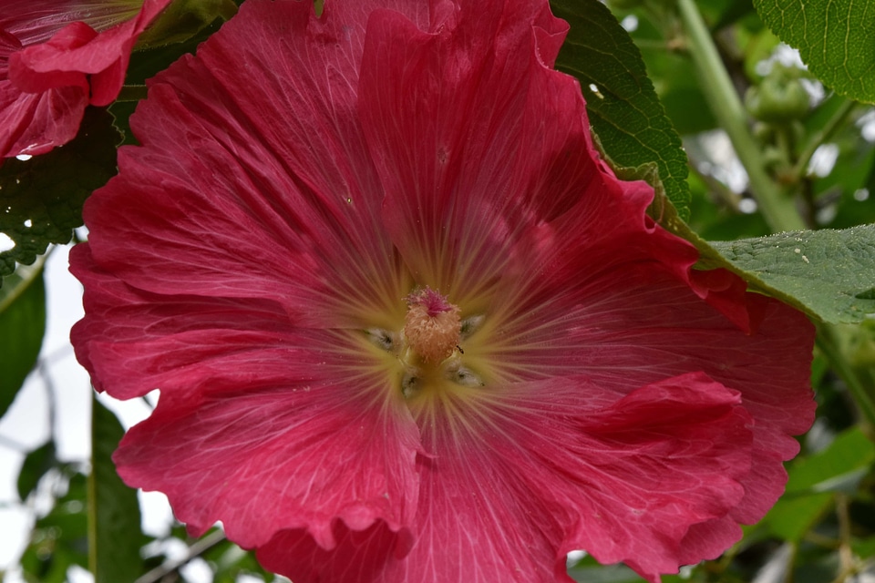 Exotic flower pink