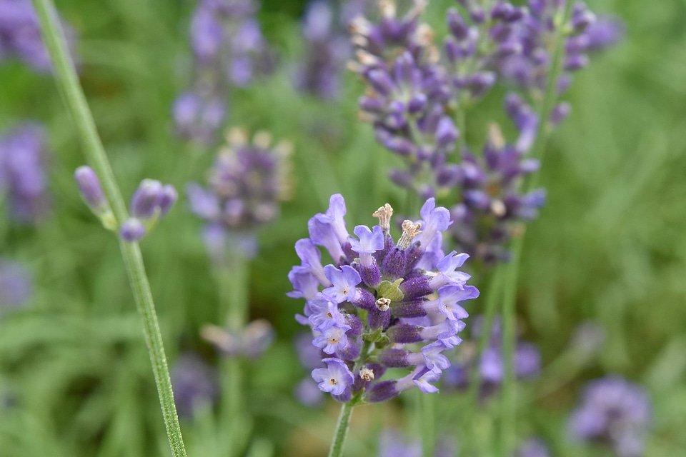Aromatic grass plants lavender