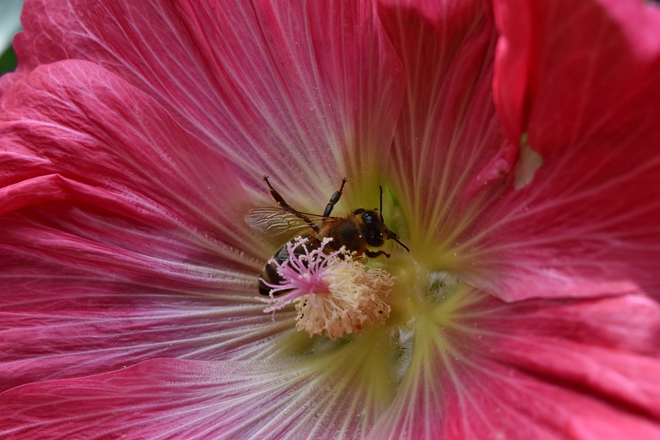 Bee detail honeybee