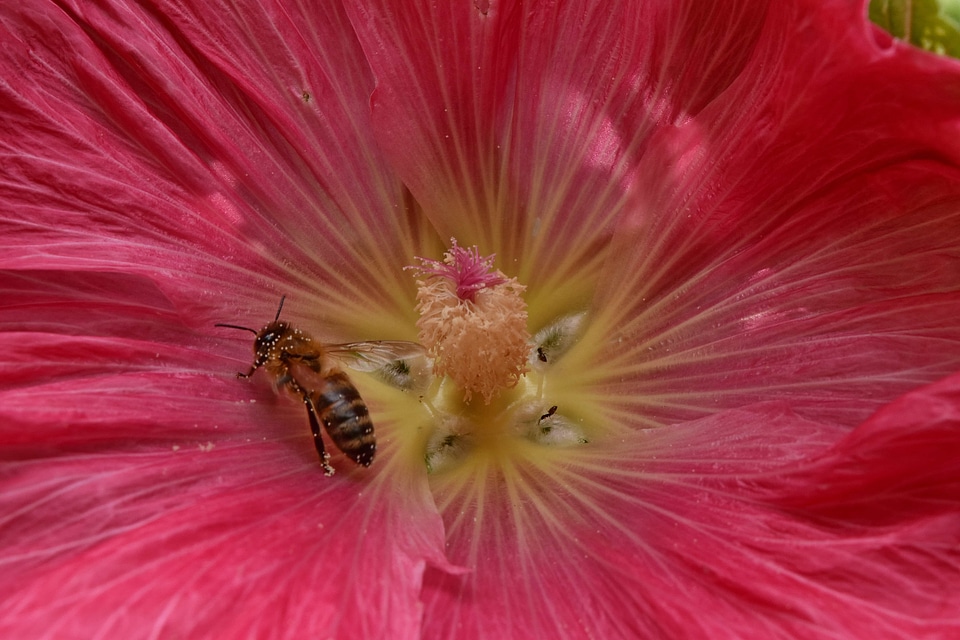 Ecology honeybee insect