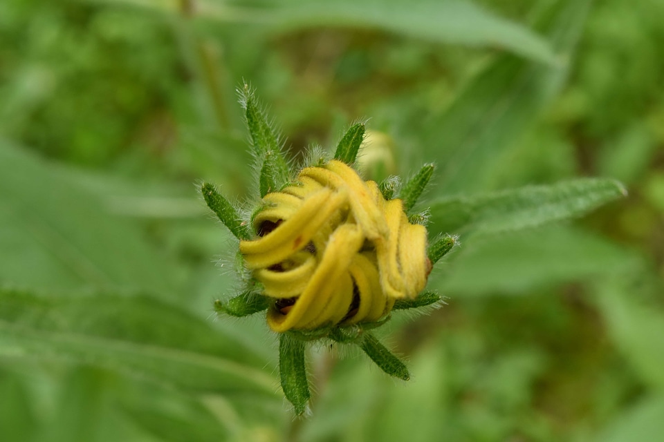 Flower Bud flower garden focus