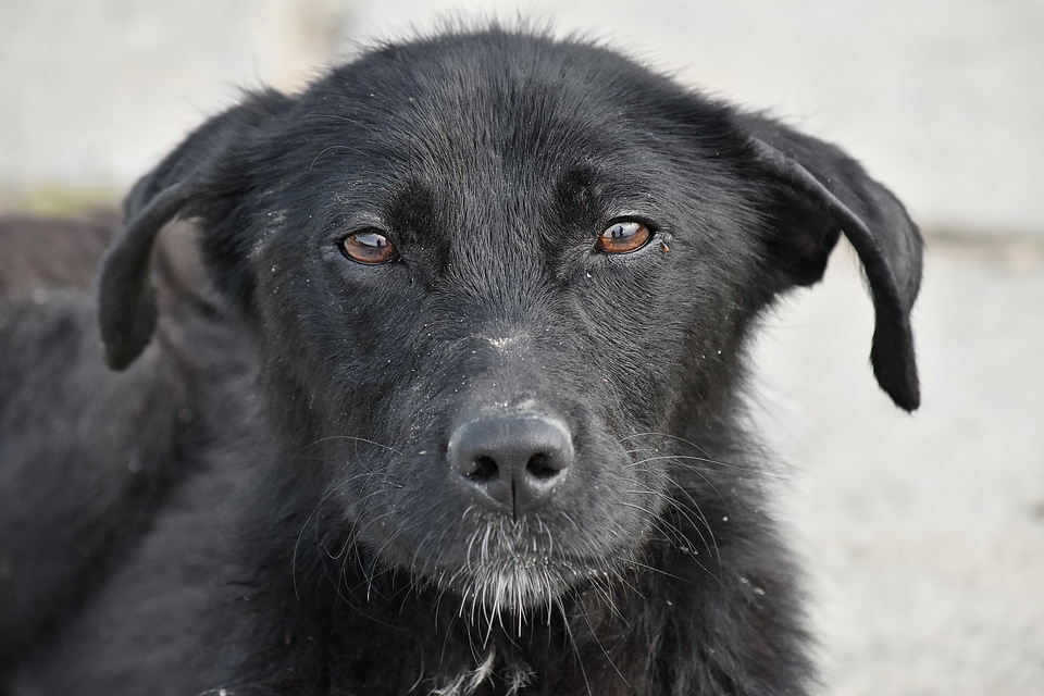 Curious dog looking