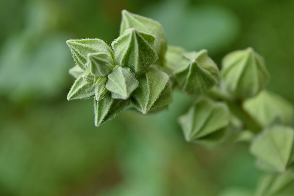 Blur ecology flower bud