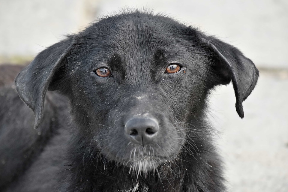 Adorable animal black