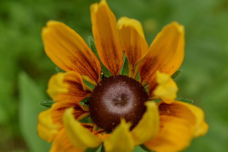 Brown pistil herb