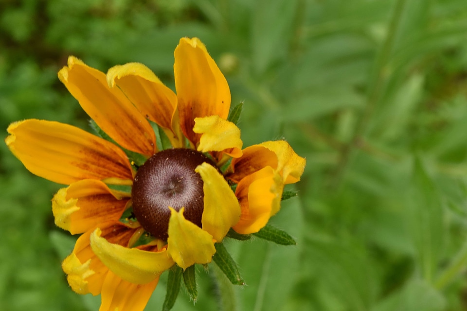 Black Eye wildflower flower