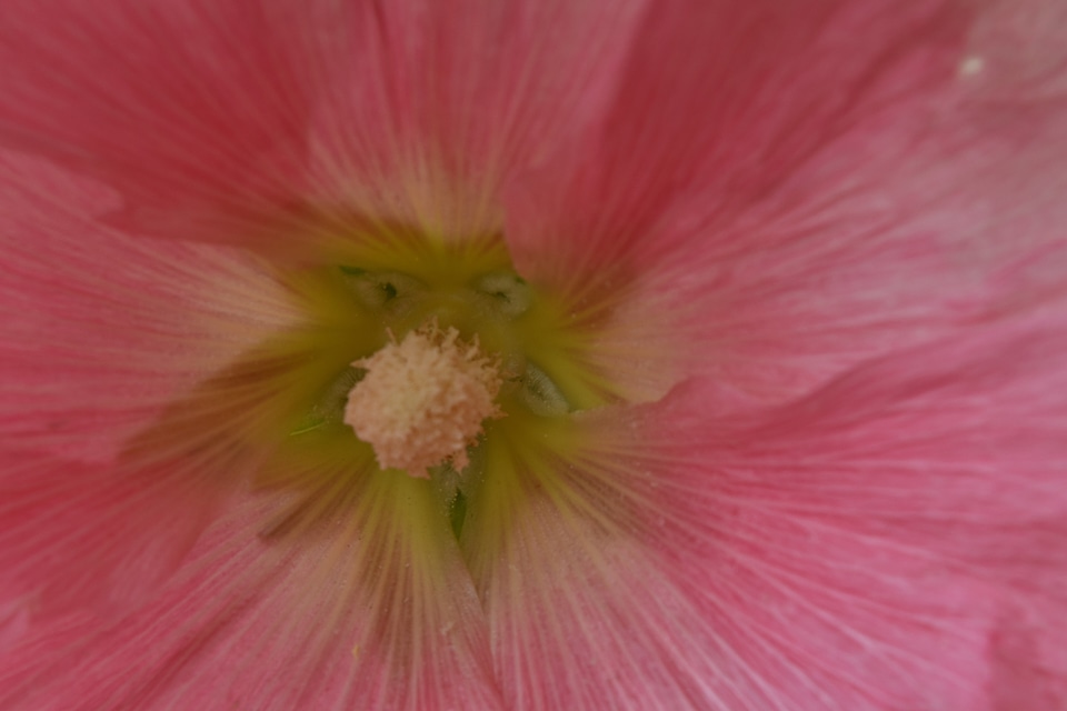 Flower plant nature