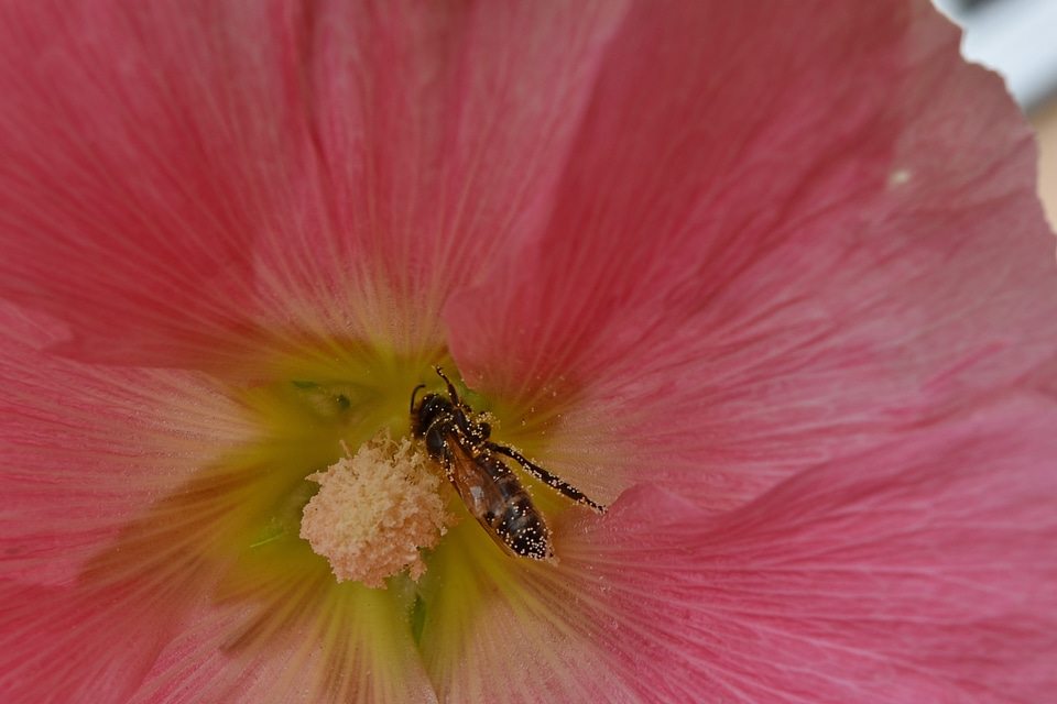 Bee insect nectar