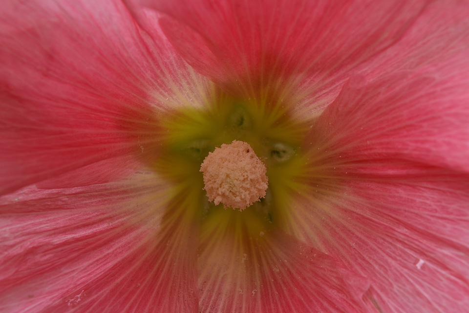 Nectar pink pollination