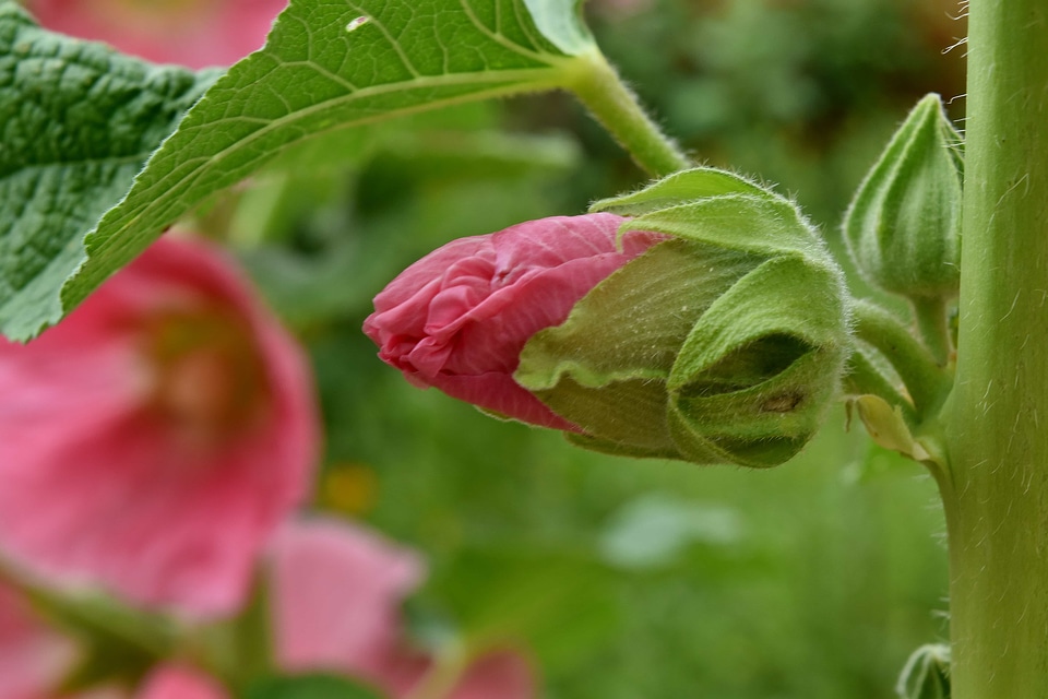 Flower Bud flower garden green leaf