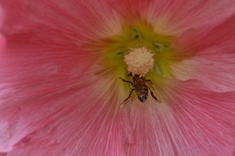 Bee nectar pollen photo