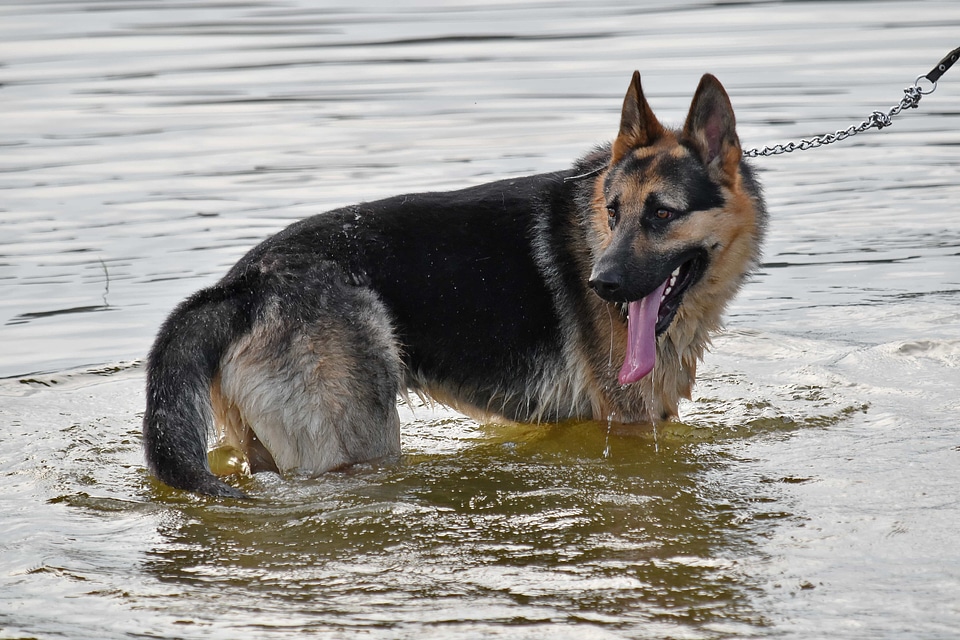 Bathing dog shepherd dog