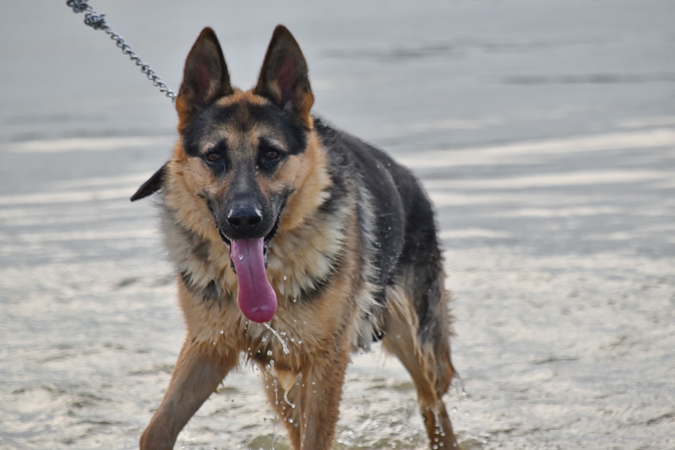 German shepherd dog water