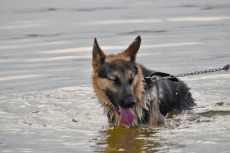 Bathing portrait shepherd dog