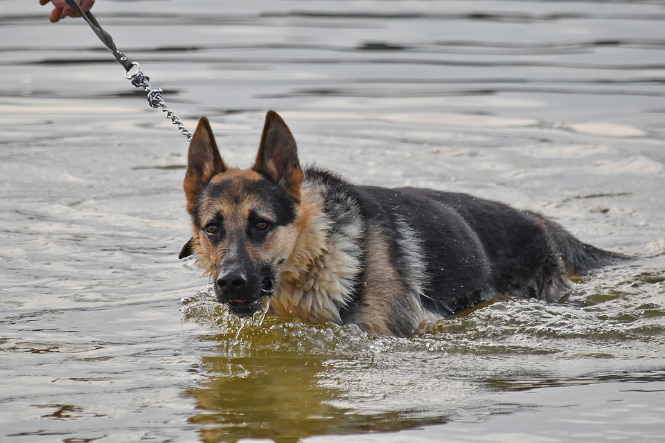 German pedigree shepherd dog