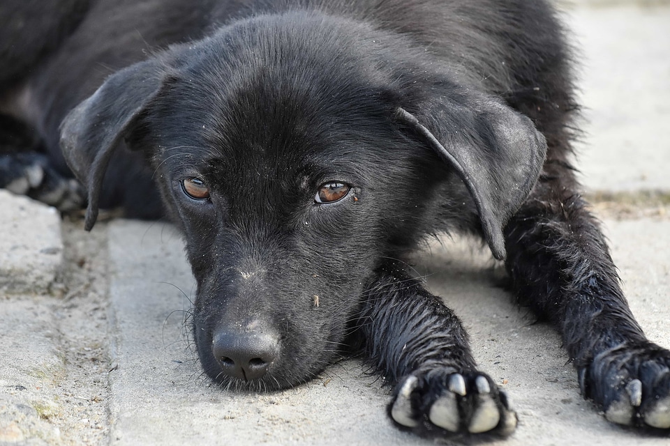 Adorable black dog
