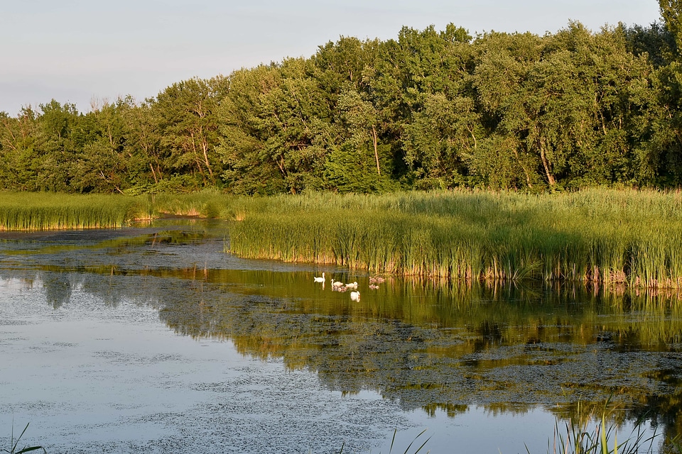 Birds marshland swamp