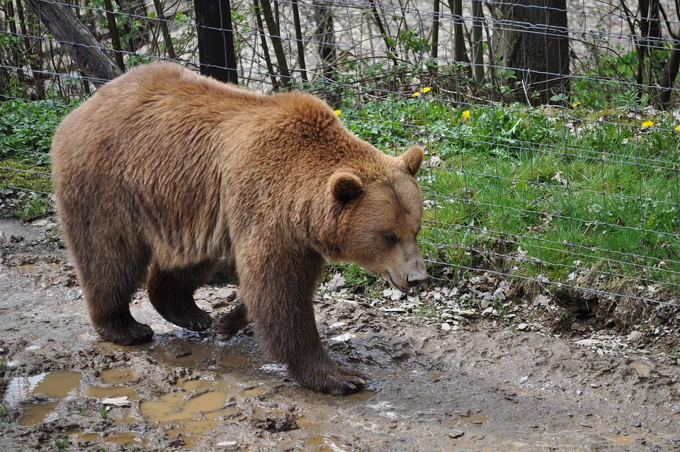 Brown Bear fence grizzly