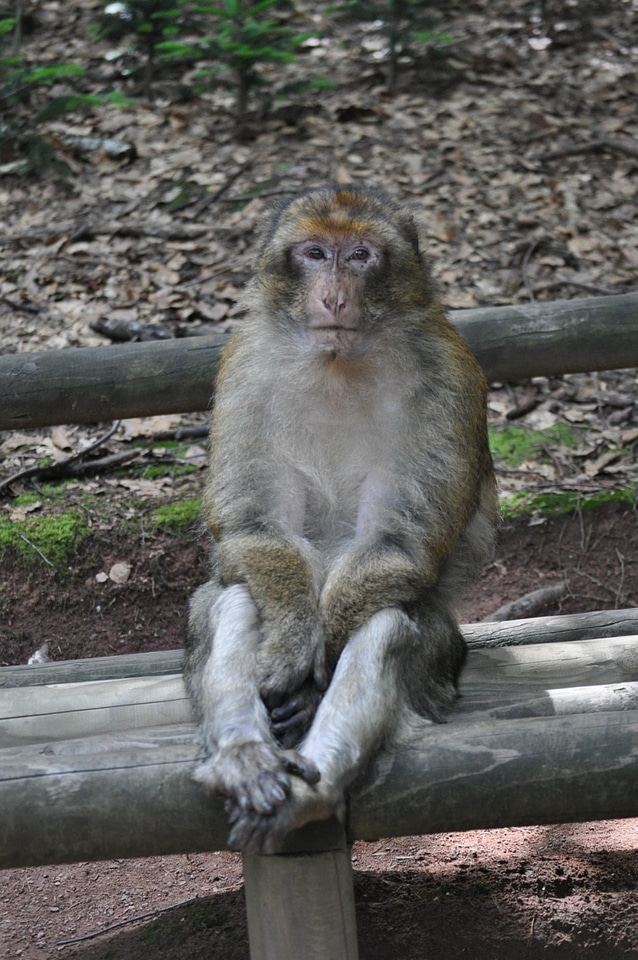 Animal fence macaque