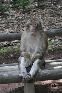 Animal fence macaque photo