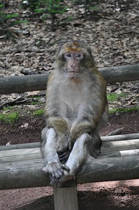 Animal fence macaque